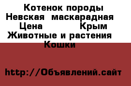 Котенок породы Невская- маскарадная › Цена ­ 5 000 - Крым Животные и растения » Кошки   
